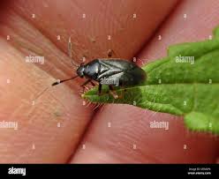Attēlu rezultāti vaicājumam “Capsus ater”