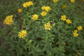 Attēlu rezultāti vaicājumam “Inula salicina leaf”