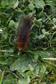 Attēlu rezultāti vaicājumam “Arctia caja larva”