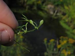 Attēlu rezultāti vaicājumam “Callitrichaceae”