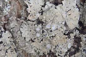 Attēlu rezultāti vaicājumam “Physconia distorta”