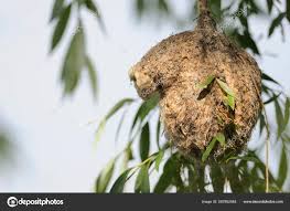 Attēlu rezultāti vaicājumam “Remiz pendulinus nest”