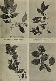 Attēlu rezultāti vaicājumam “Lonicera ferdinandii”