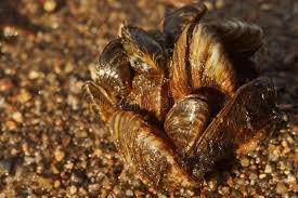 Attēlu rezultāti vaicājumam “Dreissena polymorpha”