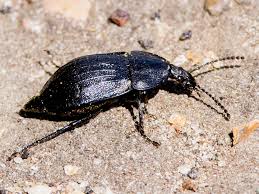 Attēlu rezultāti vaicājumam “Phosphuga atrata”