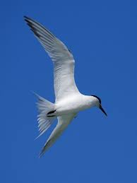 Attēlu rezultāti vaicājumam “Sterna sandvicensis”