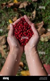 Attēlu rezultāti vaicājumam “Vaccinium vitis-idaea fruit”