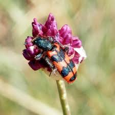 Attēlu rezultāti vaicājumam “Trichodes apiarius”