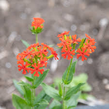Attēlu rezultāti vaicājumam “Silene chalcedonica flower”