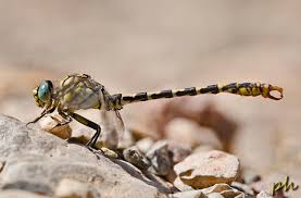 Attēlu rezultāti vaicājumam “Onychogomphus forcipatus”