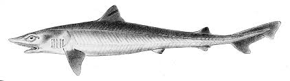 Image result for Galeorhinus galeus