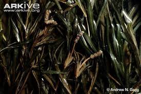 Attēlu rezultāti vaicājumam “Potamogeton compressus leaf”