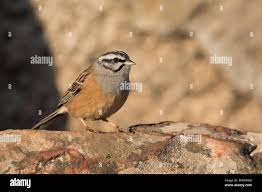 Image result for Emberiza cia