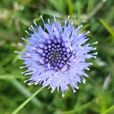 Attēlu rezultāti vaicājumam “Jasione montana”