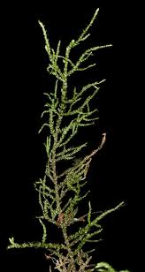 Attēlu rezultāti vaicājumam “Hylocomiastrum umbratum”