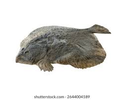 Image result for Scophthalmus maximus