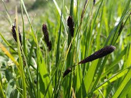 Attēlu rezultāti vaicājumam “Carex nigra”