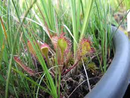Attēlu rezultāti vaicājumam “Drosera x obovata leaf”