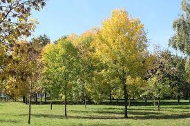 Attēlu rezultāti vaicājumam “Fraxinus excelsior”