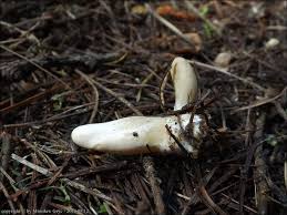 Attēlu rezultāti vaicājumam “Podostroma leucopus”