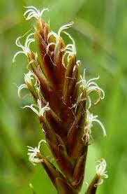 Attēlu rezultāti vaicājumam “Blysmus compressus fruit”