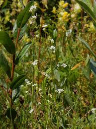 Attēlu rezultāti vaicājumam “Galium uliginosum”