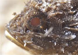 Image result for Scorpaena porcus