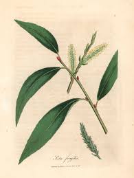 Attēlu rezultāti vaicājumam “Salix fragilis”