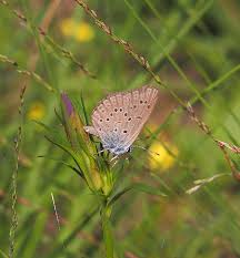 Attēlu rezultāti vaicājumam “Maculinea alcon eggs”