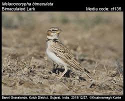 Image result for Melanocorypha bimaculata