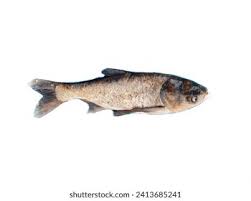 Image result for Hypophthalmichthys nobilis