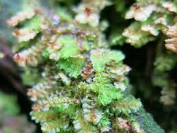 Attēlu rezultāti vaicājumam “Lophozia incisa”