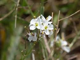 Attēlu rezultāti vaicājumam “Korynetes caeruleus”