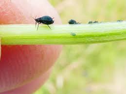 Attēlu rezultāti vaicājumam “Aphis jacobaeae”