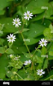 Attēlu rezultāti vaicājumam “Myosoton aquaticum”