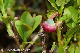 Attēlu rezultāti vaicājumam “Vaccinium myrtillus flower”