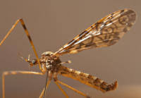 Attēlu rezultāti vaicājumam “Epiphragma ocellare”