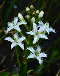 Attēlu rezultāti vaicājumam “Menyanthes trifoliata”