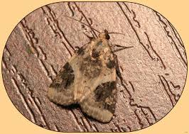 Attēlu rezultāti vaicājumam “Pseudeustrotia candidula”