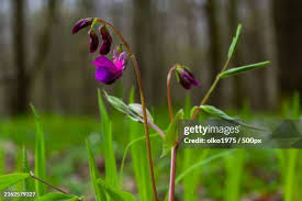 Attēlu rezultāti vaicājumam “Lathyrus vernus leaf”