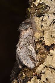 Attēlu rezultāti vaicājumam “Diloba caeruleocephala larva”