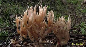 Attēlu rezultāti vaicājumam “Tremellodendropsis tuberosa”