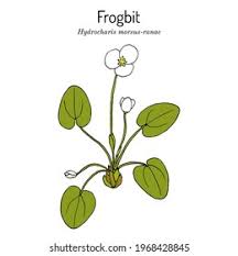 Attēlu rezultāti vaicājumam “Hydrocharis morsus-ranae”