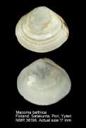 Attēlu rezultāti vaicājumam “Macoma baltica”