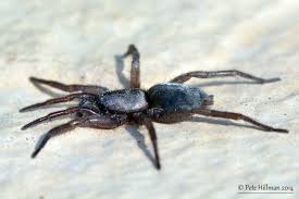 Attēlu rezultāti vaicājumam “Gnaphosidae”