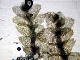 Attēlu rezultāti vaicājumam “Calypogeia suecica”