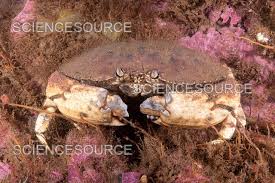 Image result for Cancer borealis