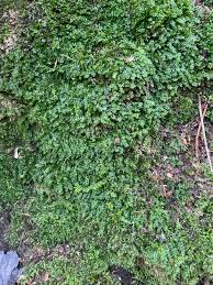 Attēlu rezultāti vaicājumam “Porella platyphylla”