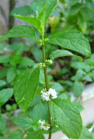 Attēlu rezultāti vaicājumam “Mentha arvensis flower”