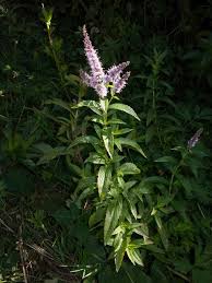 Attēlu rezultāti vaicājumam “Mentha spicata”